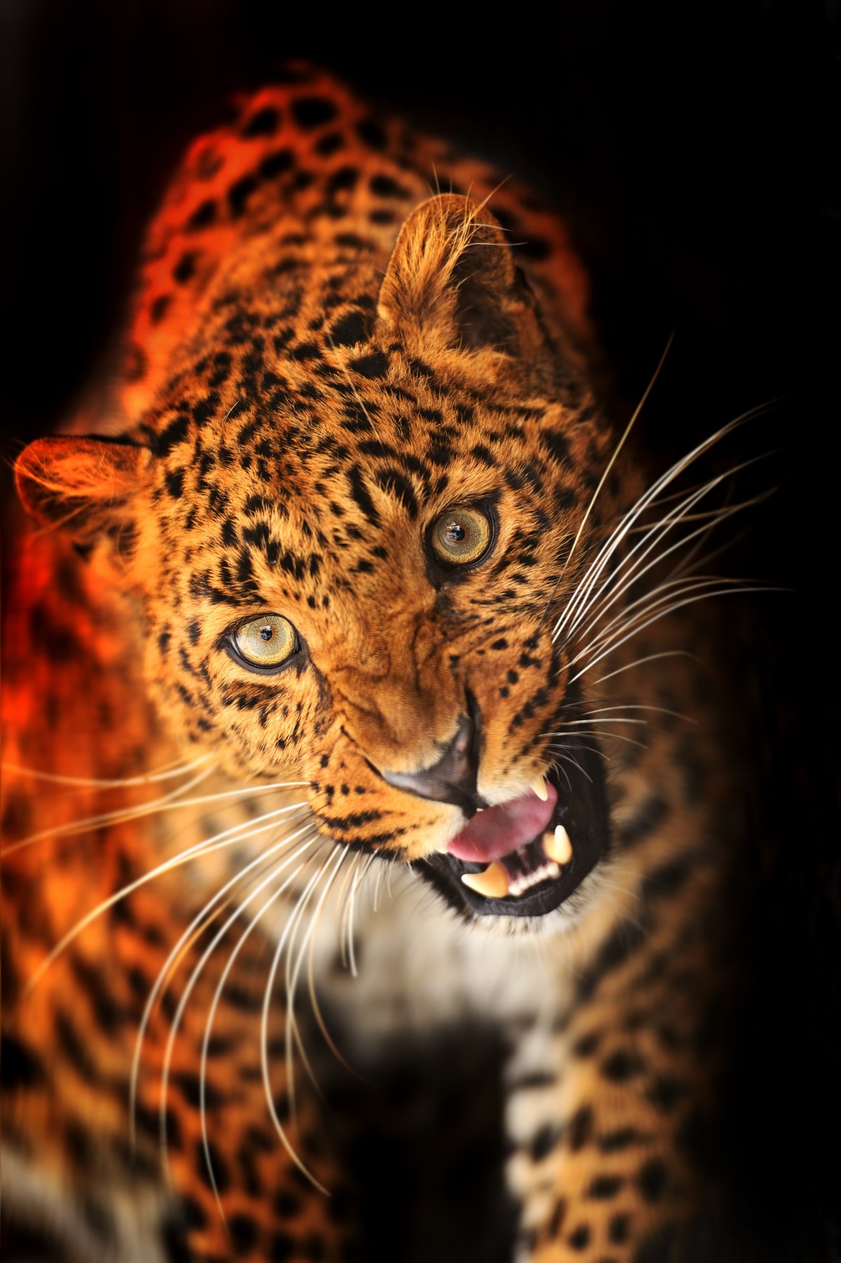详细阅读:骗子猎豹(网上的猎豹是什么意思) 骗子猎豹(网上的猎豹是什么意思)